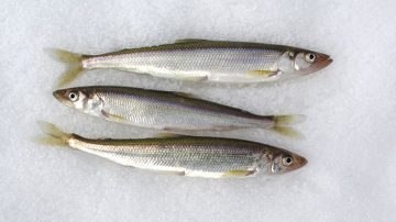 ปลาแช่แข็ง