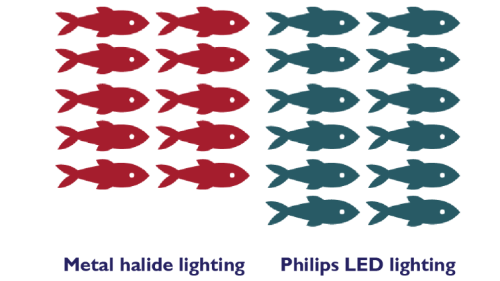 การเปรียบเทียบการเจริญเติบโตของปลาที่ใช้ระบบไฟ LED ของ Philips