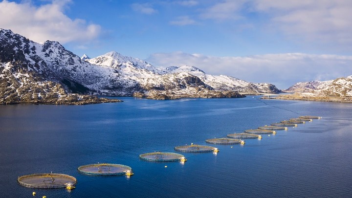 Aquaculture LED lighting optimizing growth results and improving fish welfare